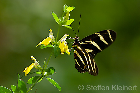 031 Zebra-Falter - Heliconius charitonius